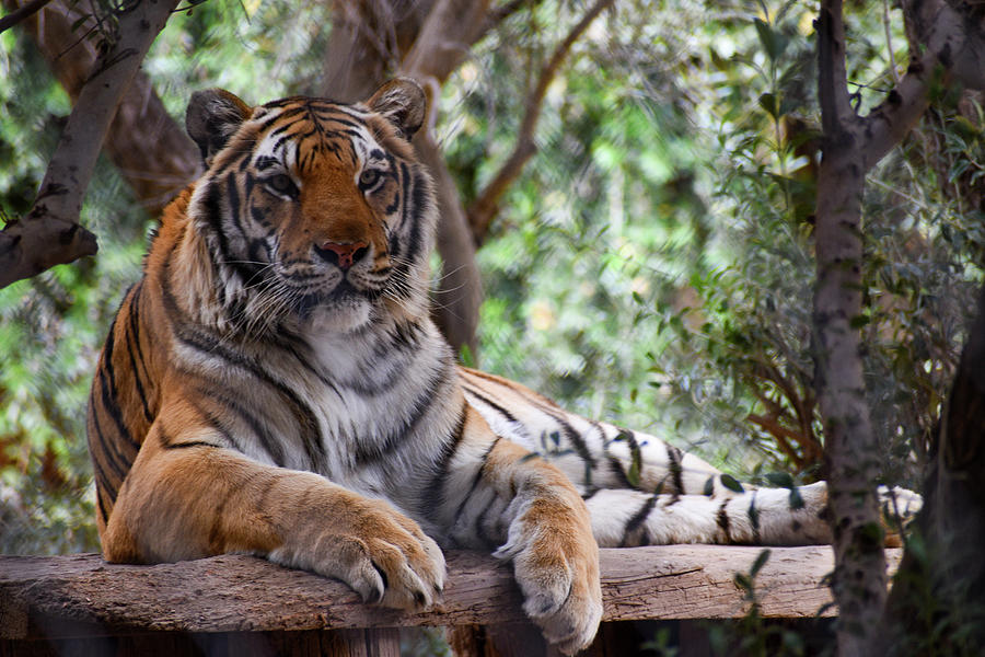 Tiger Photograph by Kelly Markus Tiger Photograph by Kelly Markus