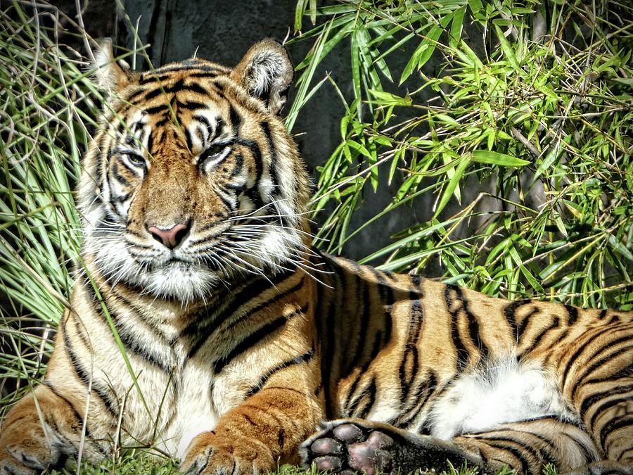 Tiger King Photograph