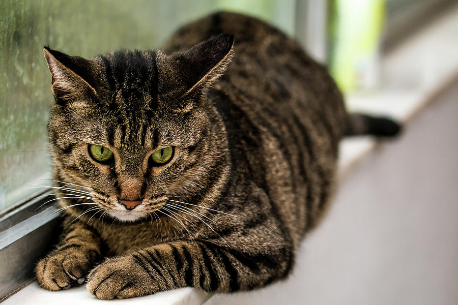 Tiger Kitty on a Rainy Day Photograph by Nicholas Smarowsky - Fine Art ...