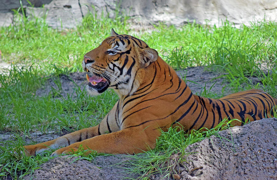 Tiger Photograph by Larah McElroy