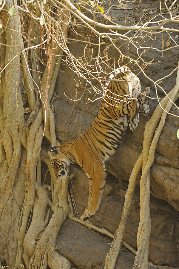 Tiger leap Photograph by Aditya Singh