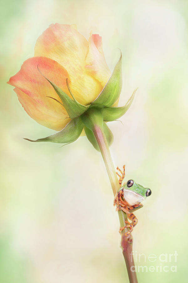 Nature Photograph - Tiger Leg Monkey Tree Frog and a Rose by Linda D Lester