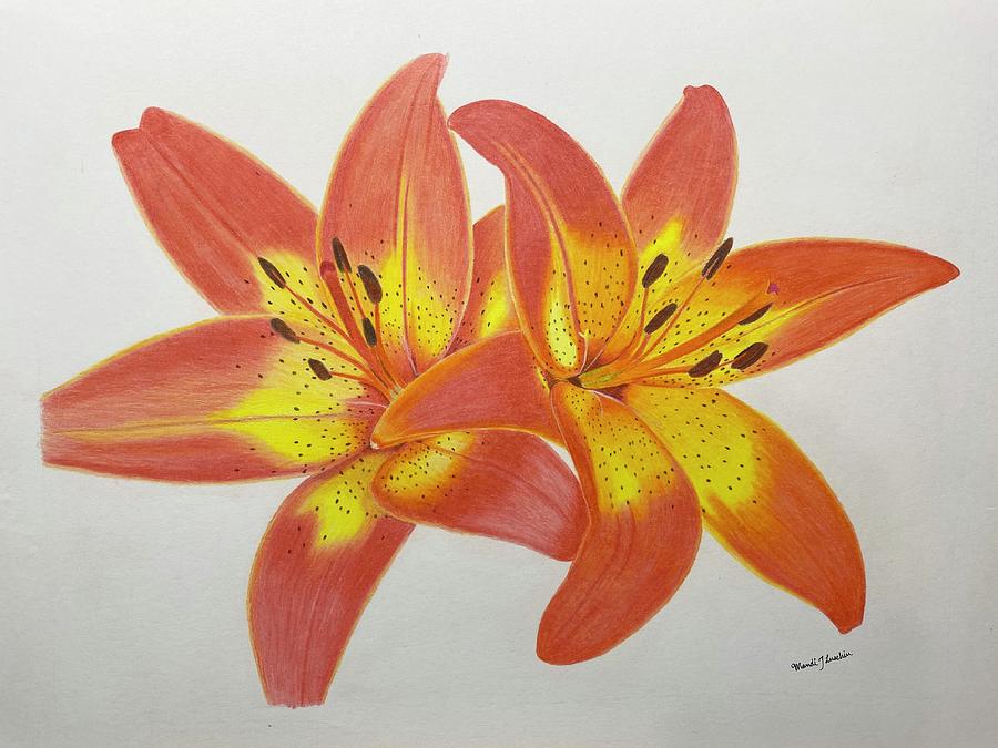 Tiger Lilies Drawing by Amanda Luschin Fine Art America