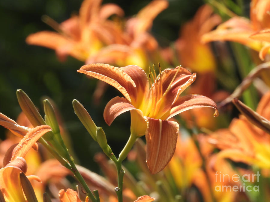 Tiger Lilies July 9, 2022 Photograph by Sheila Lee