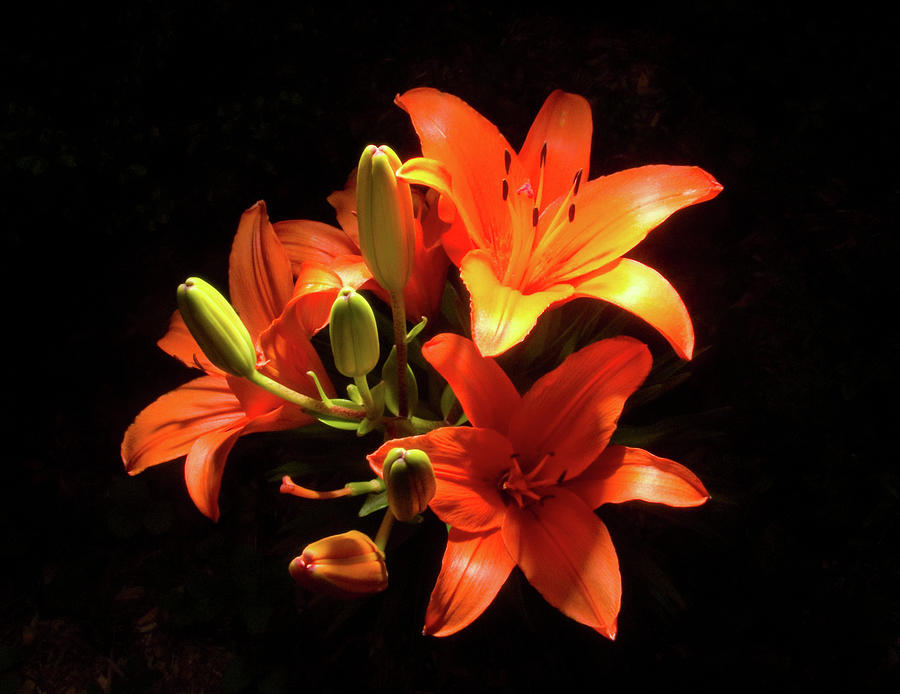 Tiger Lilies Photograph by Steven Nelson
