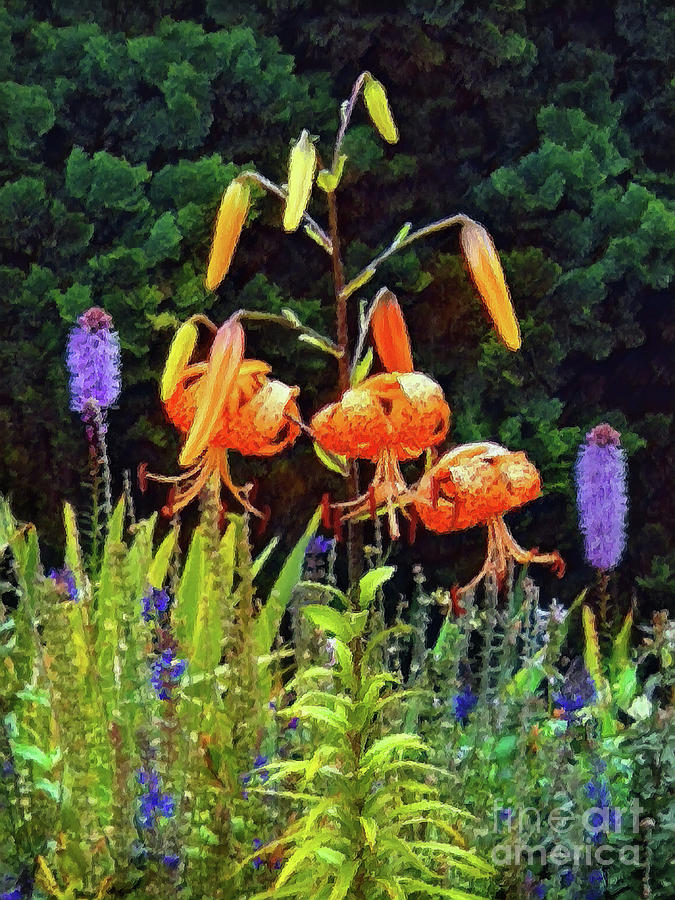 Tiger Lilies Photograph by Yvonne Johnstone