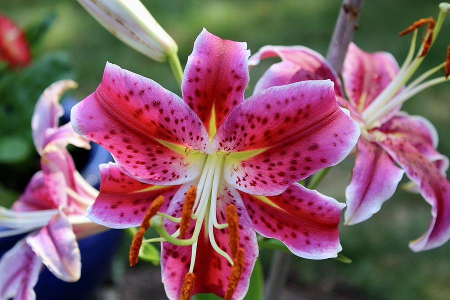 Tiger Lillies in the Garden Photograph by Patricia Oldfield | Pixels