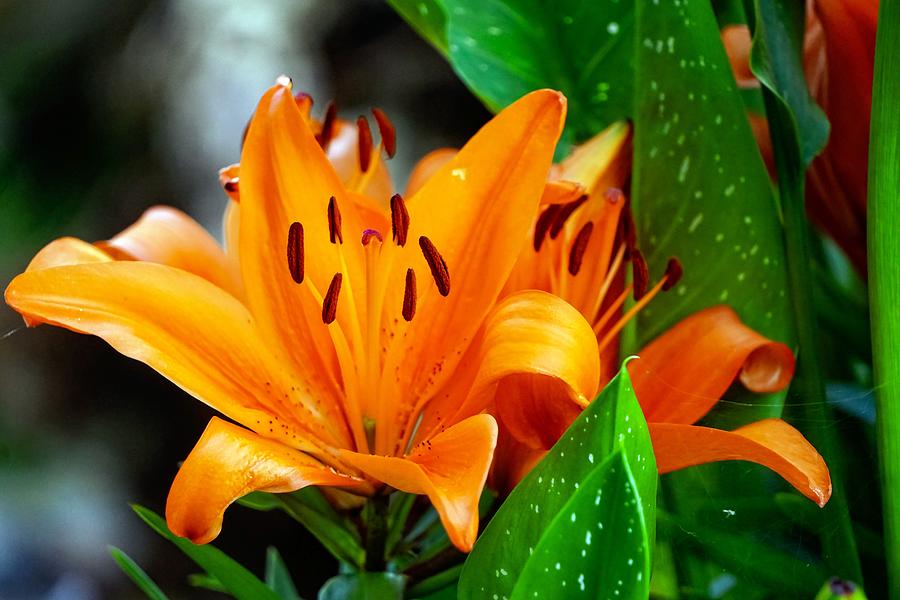 Tiger Lilly Photograph by David Reay Pixels