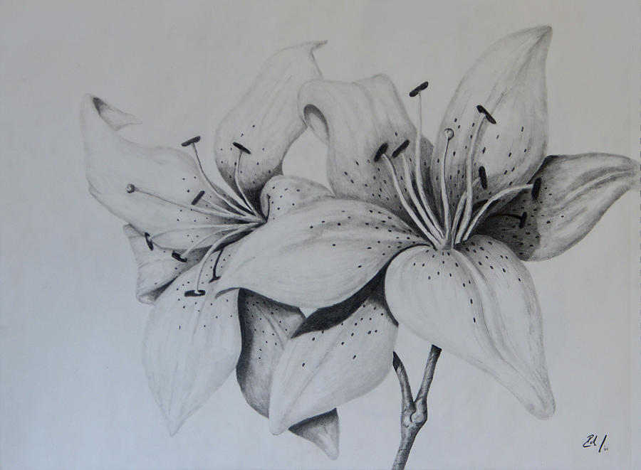 Lily Of The Valley Drawing by Irina Roziti | Saatchi Art
