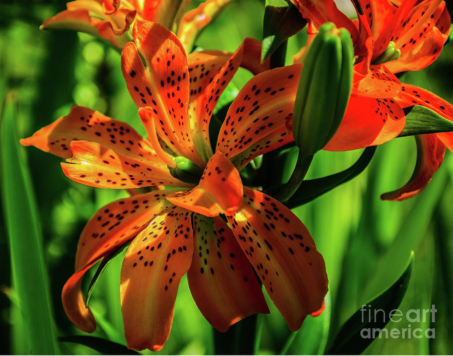 Tiger Lily #1 Photograph by William Meeuwsen - Fine Art America