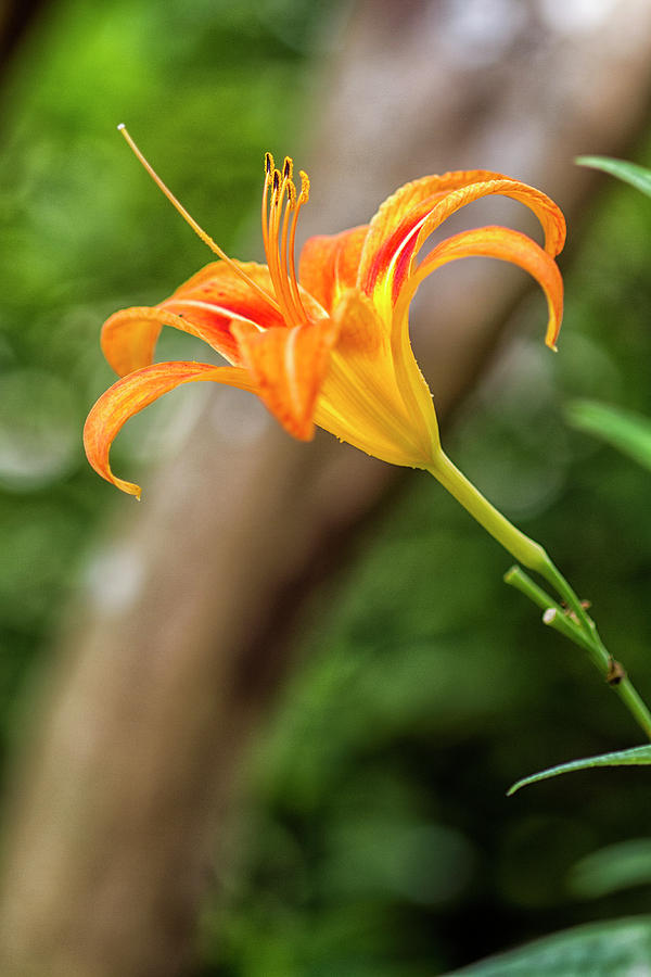 Tiger Lily Bloom Photograph by Bob Decker