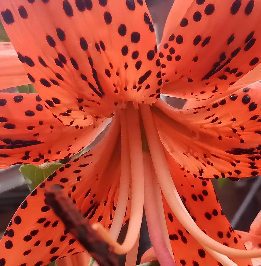 Tiger Lily Close-up 1 Photograph by Marine B Rosemary - Fine Art America