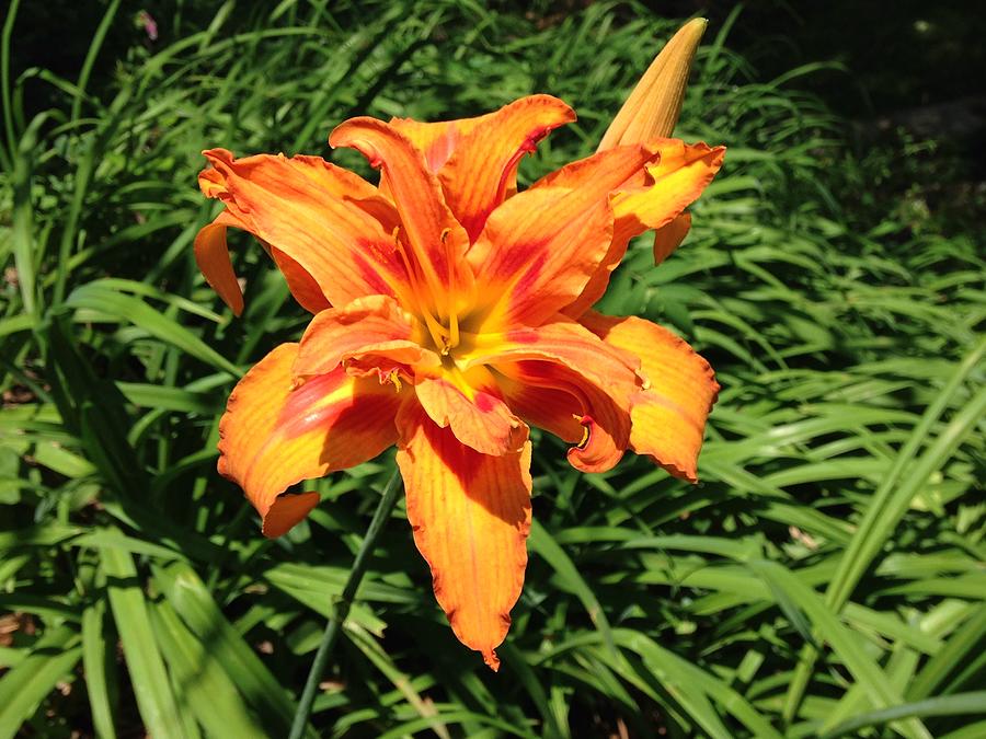 Double Tiger Lily Photograph by Jessica Mumford - Pixels