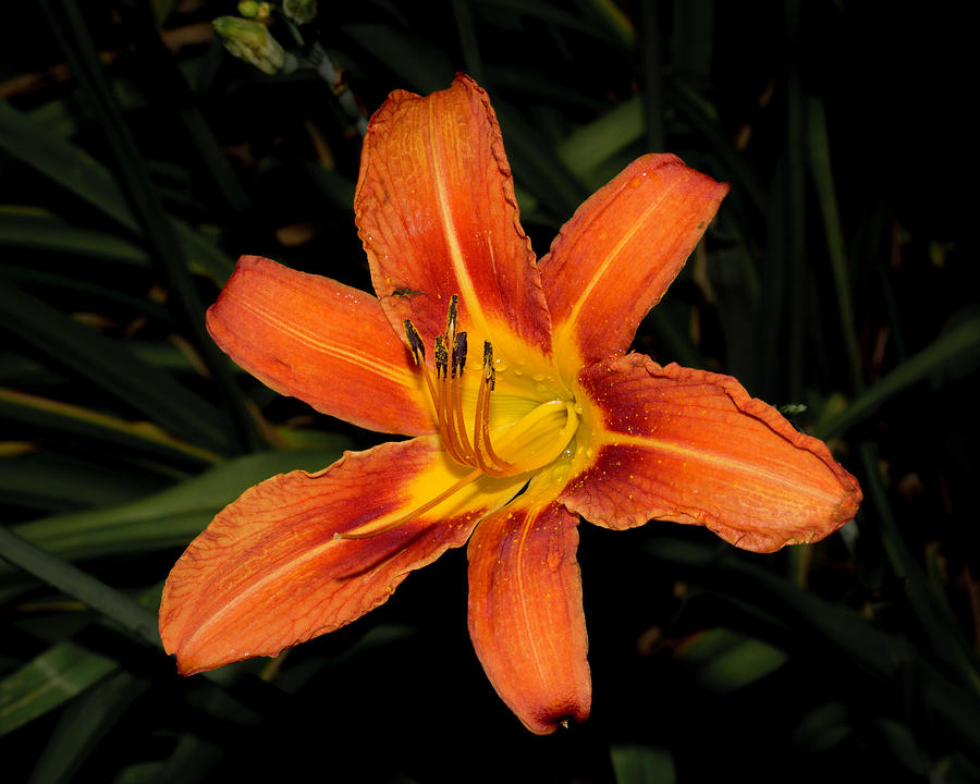 Tiger Lily Photograph by Kenneth Cole