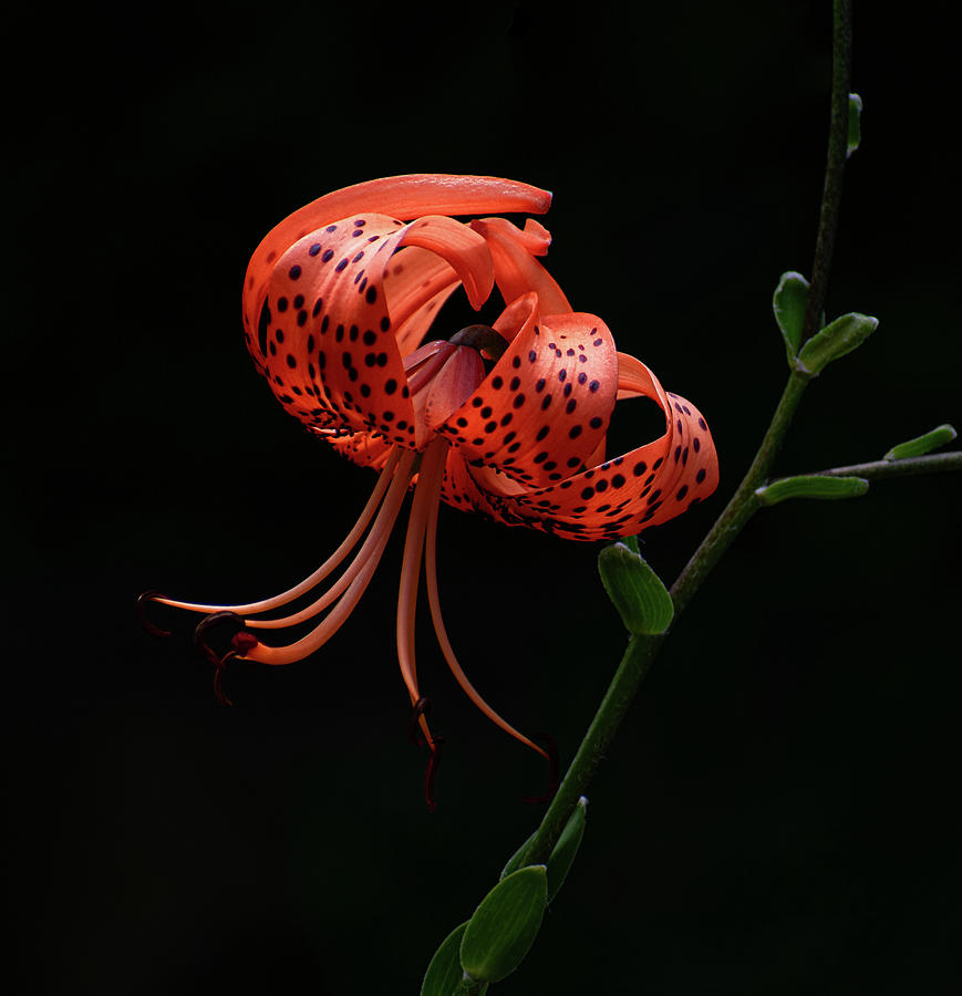 Tiger Lily Photograph by Len Bomba