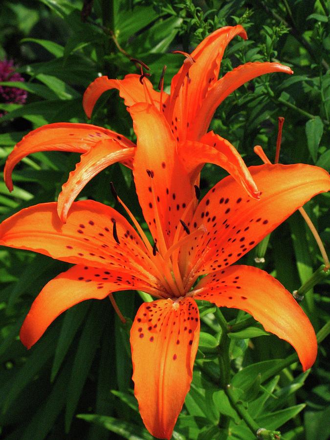 Lily Photograph - Tiger Lily by Matthew Adelman Lily Photograph - Tiger Lily by Matthew Adelman