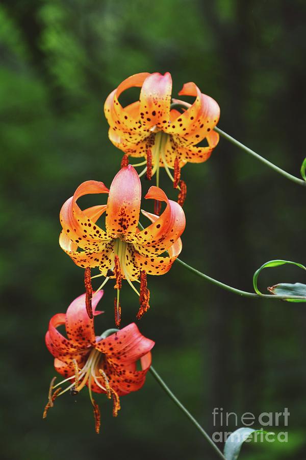 Triplet Tiger Lily, NC Photograph by Adrian De Leon Art and Photography