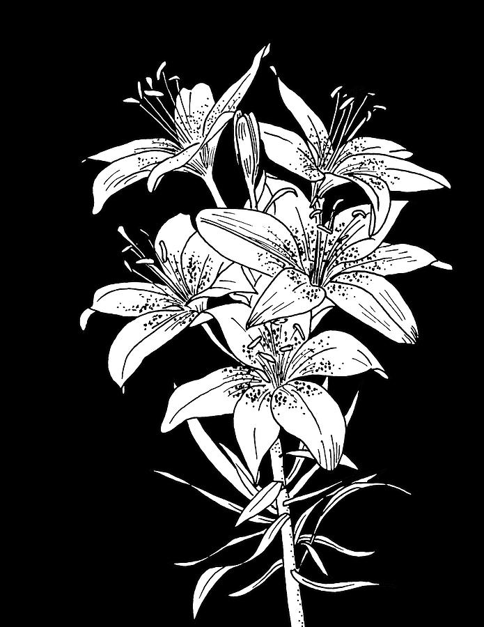 Tiger Lily on Black Drawing by Masha Batkova