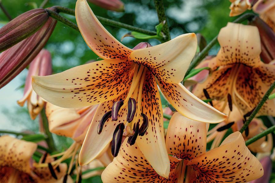 Tiger Lily Photograph by Robert J Wagner