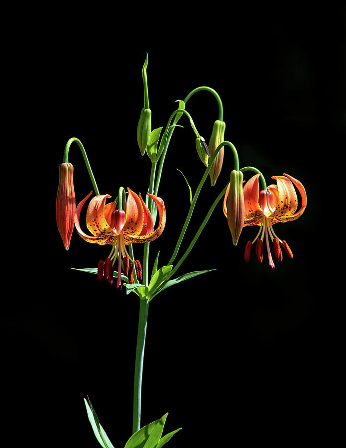 Pick Your Lily Photograph by Steve Bell Fine Art America