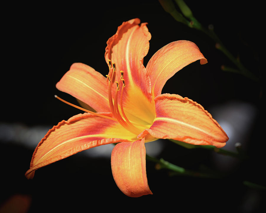 Tiger Lily Photograph by Steven Nelson