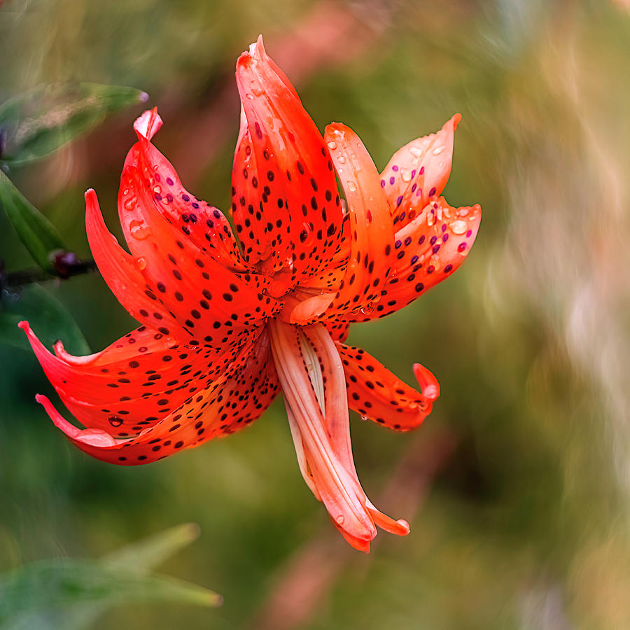 Tiger Lily Photograph by Teresa Wilson