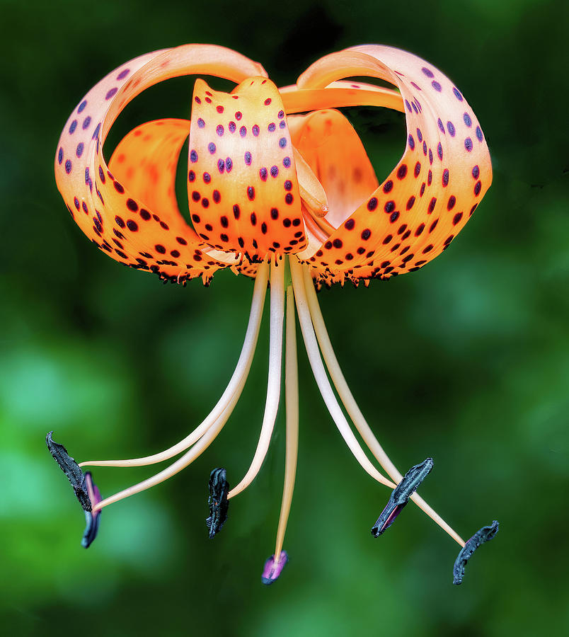 Tiger Lily Up Close Photograph by Gary Slawsky
