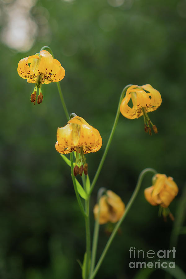 Olympic National Park Photograph - Tiger Lily Wildflower in Olympic National Park by Nancy Gleason