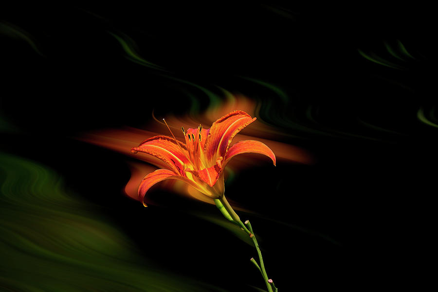 tiger Lily with swaying background Photograph by Dan Friend