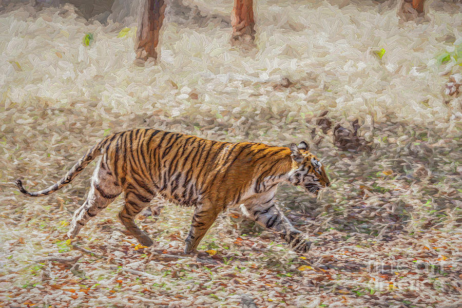 Tiger Digital Art by Liz Leyden