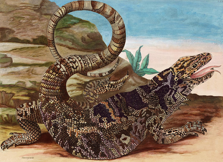 Jaws Painting - Tiger Lizard, Tegu by Maria Sibylla Merian