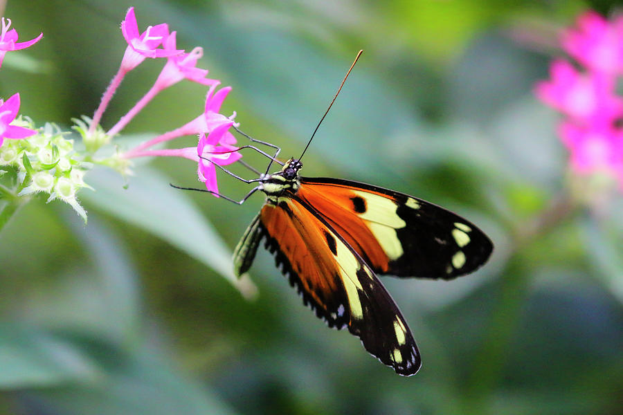 Tiger Longwing Butterfly and Pink Flowers 3 Photograph by Dawn Richards
