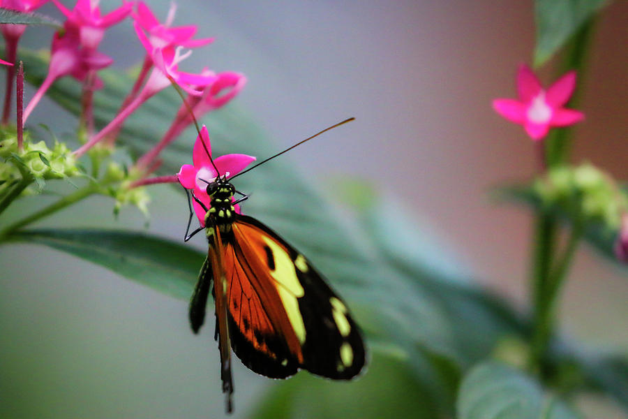 Tiger Longwing Butterfly and Pink Flowers 7 Photograph by Dawn Richards