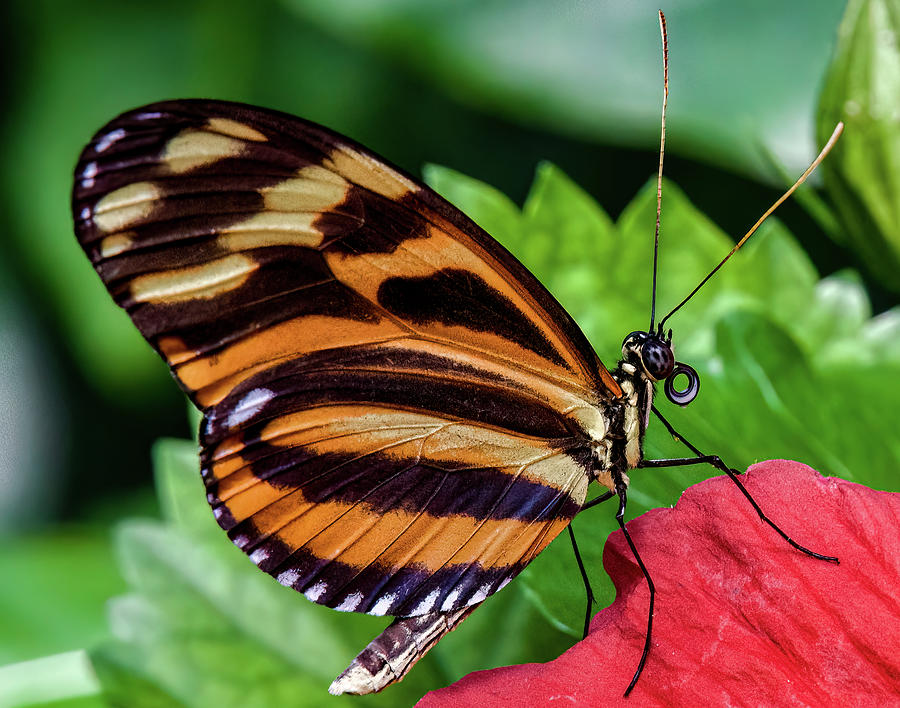 Tiger Longwing Butterfly Photograph By Melissa Christianson - Fine Art 