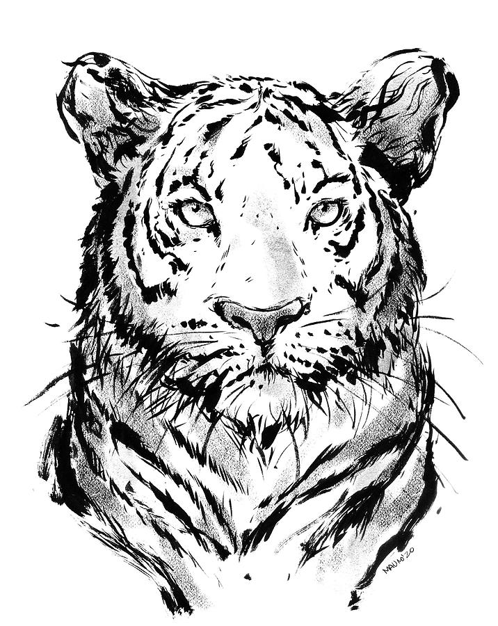 Tiger Drawing by Mauricio Salmon | Pixels