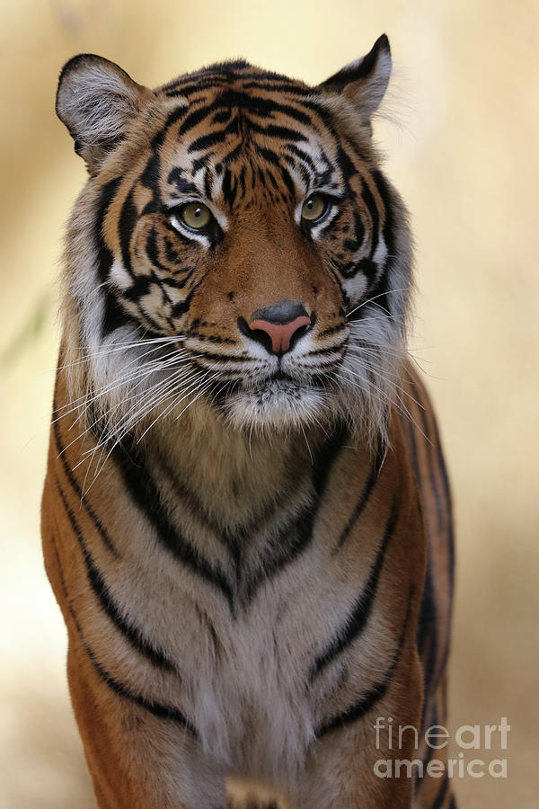 Nature Photograph - Tiger by Melanie Kowasic
