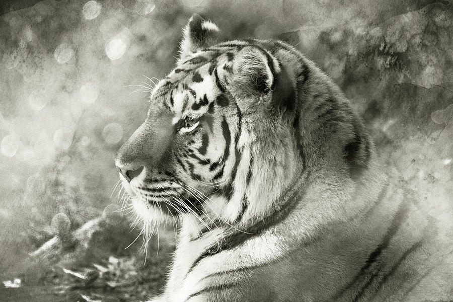 Tiger Mystery Photograph by Karol Livote