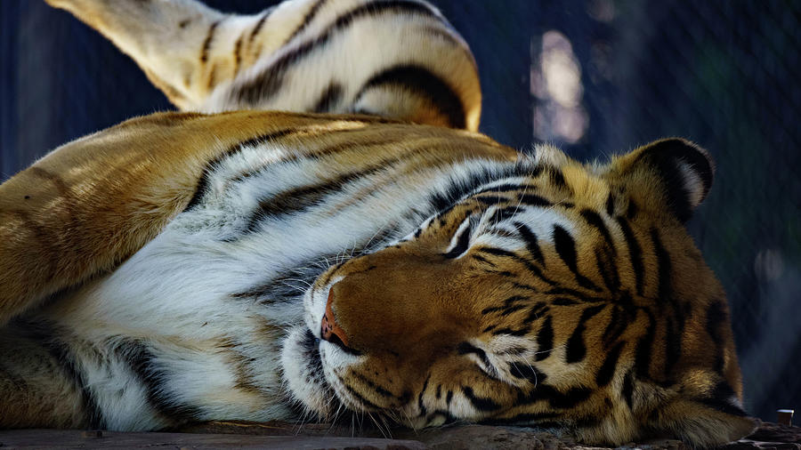 Tiger nap Photograph by Podonow - Fine Art America