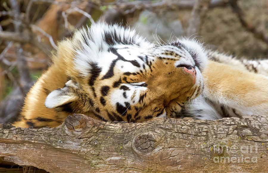 Tiger Napping  Photograph by Shirley Dutchkowski