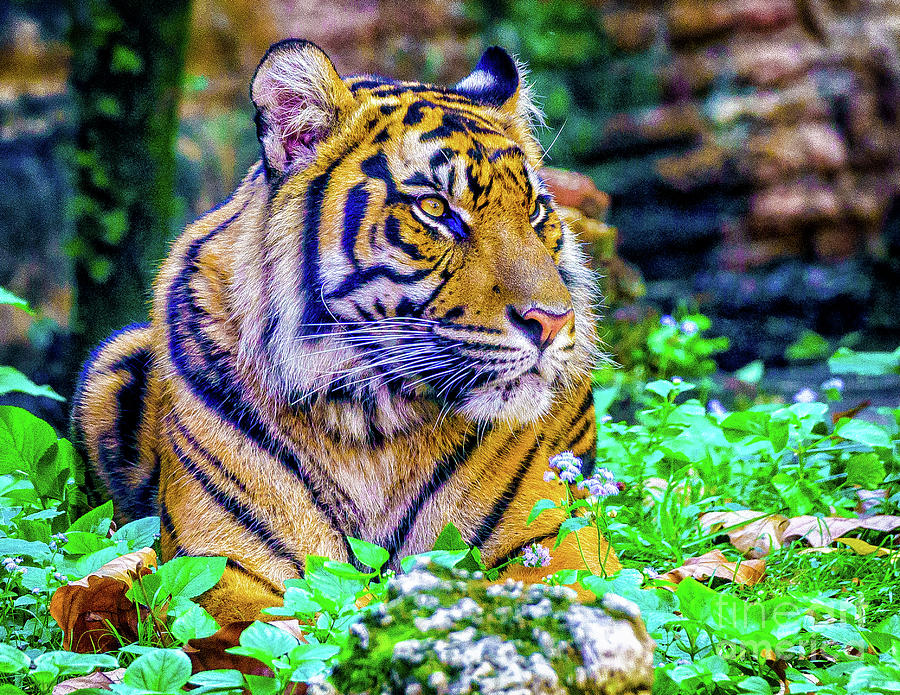Tiger Photograph by Nick Zelinsky Jr