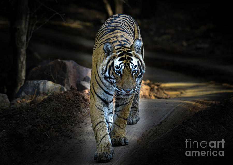 Tiger on a walk Digital Art by Pravine Chester