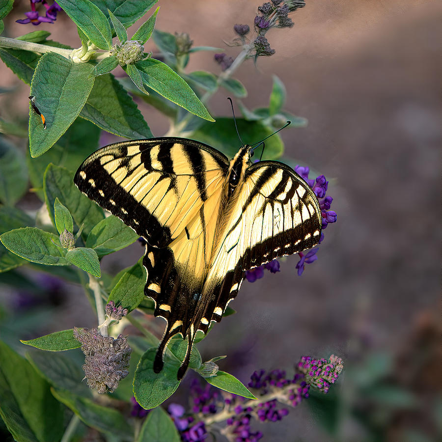 Tiger On Butterfly Bush 7 Photograph by Daniel Beard - Pixels