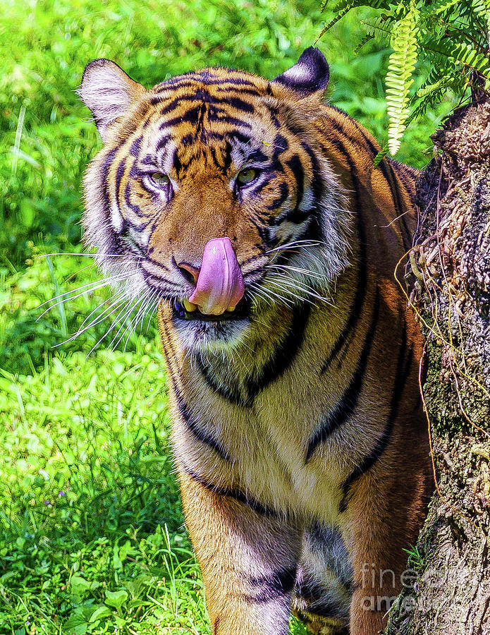 Tiger on the Prowl Photograph by Nick Zelinsky Jr