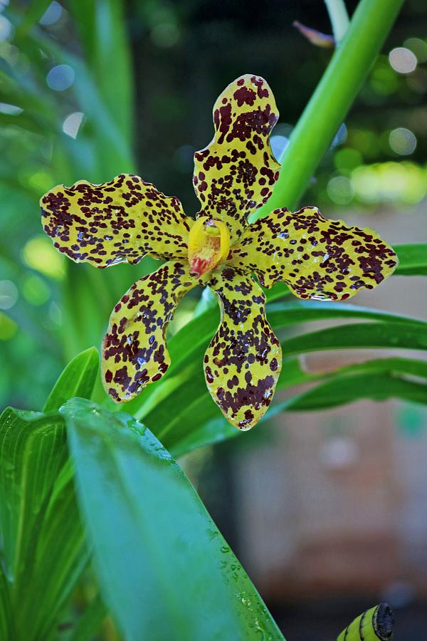 Tiger Orchid II Photograph by Michiale Schneider