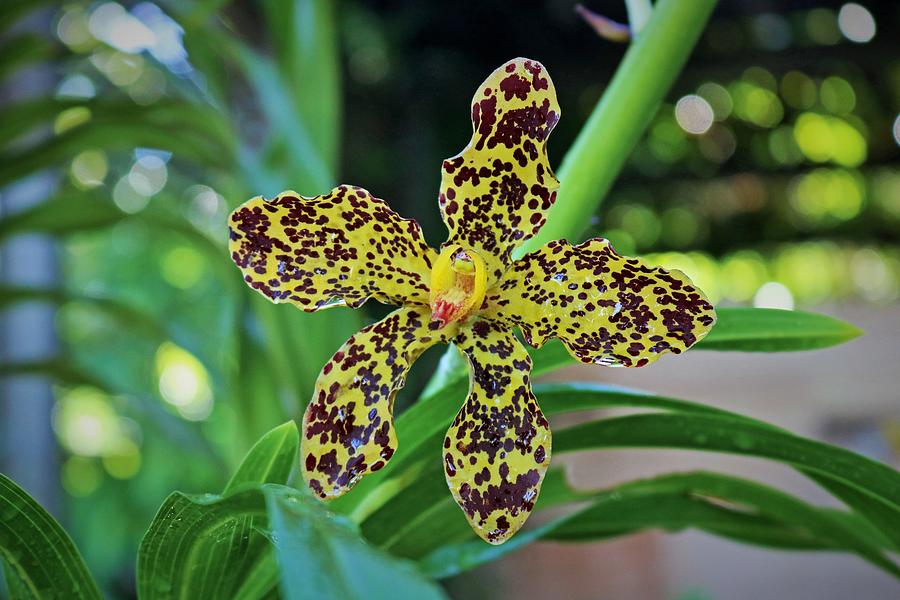 Tiger Orchid III Photograph by Michiale Schneider