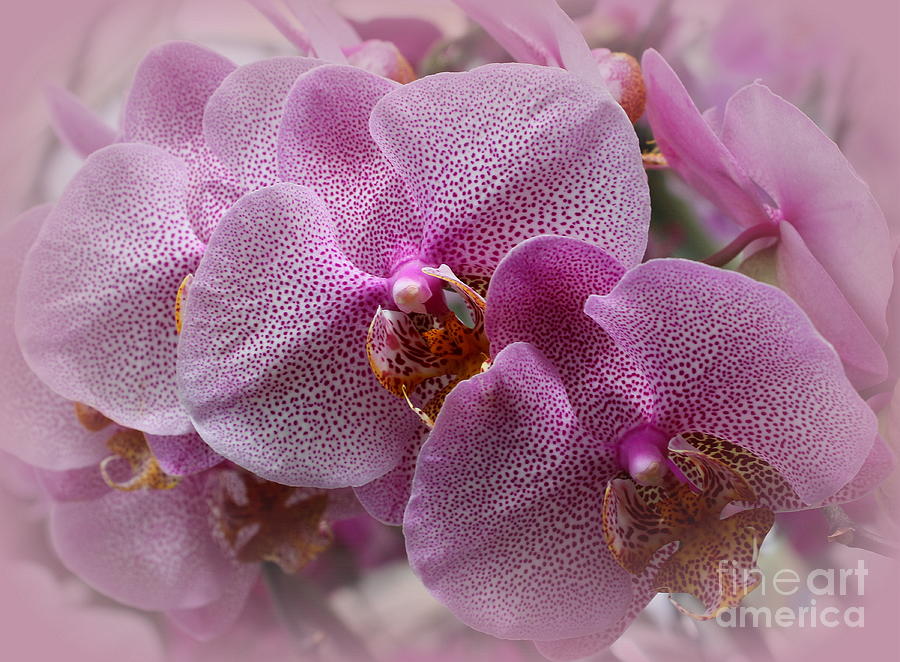 Tiger Orchids Lovely in Purple Photograph by Dora Sofia Caputo