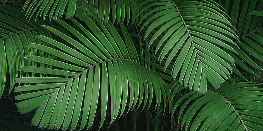 Tiger Palm Design Photograph by Douglas Page - Fine Art America