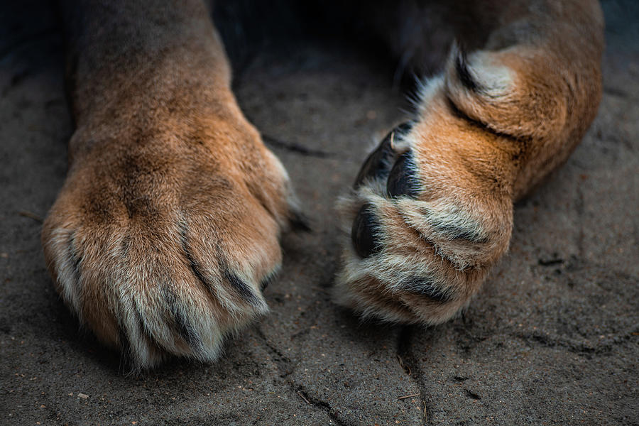 Tiger Paws Photograph By Martin Newman Fine Art America