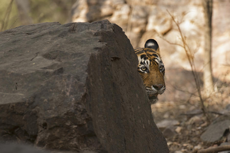 Tiger peeping from behind a rock Photograph by Aditya Singh