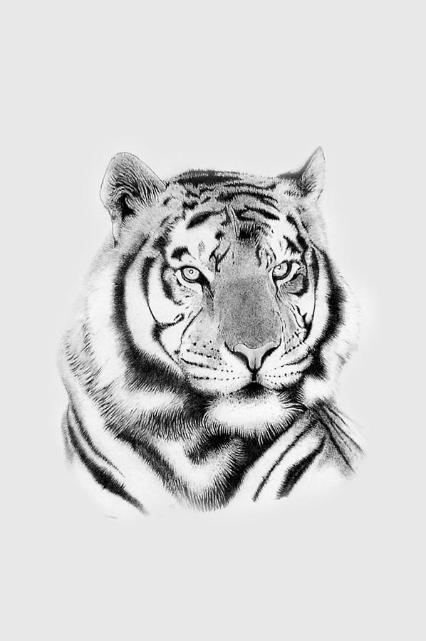 Tiger pencil drawing